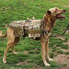 Durable Soft Sports Nylon Dog Harness 1000D Molle Vest Velcro For Patches